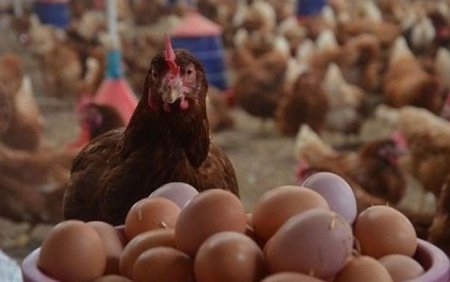 Yumurtanın qiymətini kim qaldırır?